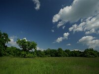 H, Hajdu-Bihar, Hortobagy, Hortobagy NP 9, Saxifraga-Gabor Kovacs : Margita,csikosfejűek diGéppel