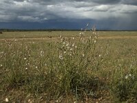 F, Bouches-du-Rhone, Saint-Martin-de-Crau, Peau de Meau 29, Saxifraga-Marijke Verhagen