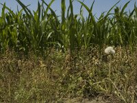 B, Limburg, Bree, Opitter 2, Saxifraga-Marijke Verhagen