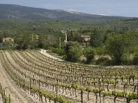 F, Vaucluse, Bedoin, Mont Ventoux 44, Saxifraga-Willem van Kruijsbergen