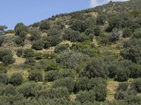 GR, Crete, Lasithi, Sfaka 1, Saxifraga-Willem van Kruijsbergen