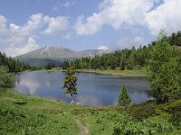 A, Kaernten, Reichenau, Schoberriegel 26, Saxifraga-Luuk Vermeer