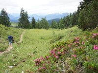 A, Ober-Oesterreich, Gosau, Zwieselalm 1, Saxifraga-Foto Fitis-Sytske Dijksen