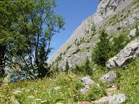 A, Steiermark, Schildlehen, Hoher Dachstein 1, Saxifraga-Foto Fitis-Sytske Dijksen