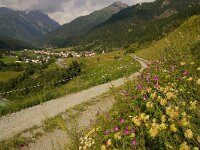 CH, Graubuenden, Guarda 19, Saxifraga-Foto Fitis-Sytske Dijksen