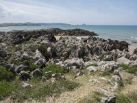 E, Cantabria, Liencres, Dunas de Liencres 90, Saxifraga-Willem van Kruijsbergen
