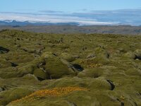 IS, Sudurland, Rangarbing ytra, Eldhraun 2, Saxifraga-Dick Hoogenboom.tif