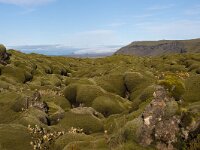 IS, Sudurland, Rangarbing ytra, Eldhraun 4, Saxifraga-Dick Hoogenboom.tif