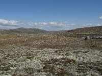 N, Hordaland, Eidfjord, Dyranut 30, Saxifraga-Annemiek Bouwman