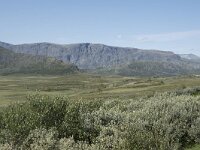 N, Innlandet, Oystre Slidre, Valdresflya 17, Saxifraga-Willem van Kruijsbergen