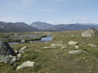 N, Innlandet, Oystre Slidre, Valdresflya 31, Saxifraga-Willem van Kruijsbergen