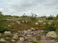 S, Dalarna, Sarna, National Park Fulufjallet 13, Saxifraga-Willem van Kruijsbergen