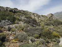 GR, Crete, Rethimnon, Limni 3, Saxifraga-Willem van Kruijsbergen