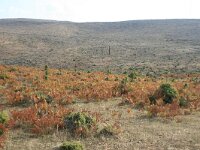 GR, Anatoliki Makedonia kai Thraki, Komotini 47, Saxifraga-Dirk Hilbers