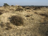 Sand drifts-Zandverstuiving