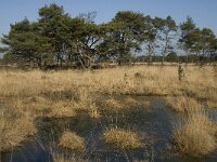 B, Antwerpen, Kalmthout, Kalmthoutse Heide 7, Saxifraga-Marijke Verhagen