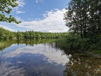 Small lake in Dutch nature reserve Kuinderbos reflecting blue sky with white clouds  Small lake in Dutch nature reserve Kuinderbos reflecting blue sky with white clouds : Kuinderbos, pool, lake, water, woodland, forest, foliage, tree, trees, blue sky, white clouds, reflection, mirror, mirroring, reflecting, nature reserve, nature protection, protected area, nature, natural, rural, landscape, rural landscape, rural scene, non-urban landscape, non-urban scene, outside, outdoor, outdoors, no people, nobody, summer, summertime, europe, european, netherlands, holland, dutch, Flevoland
