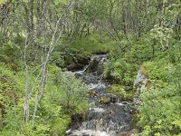 N, Troms, Senja, Skaland, Sommardalen 1, Saxifraga-Willem van Kruijsbergen
