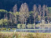 Freshwater marshes-Zoetwatermoerassen