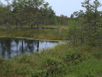 EST, Harjumaa, Kuusalu, Lahemaa rahvuspark 154, Saxifraga-Hans Boll