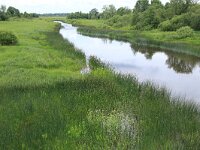 EST, Laane maakond, Laane-Nigula, Kantu kastja loodusala 3, Saxifraga-Hans Boll