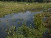 NL, Limburg, Weert, Leukerbeek 5, Saxifraga-Jan van der Straaten