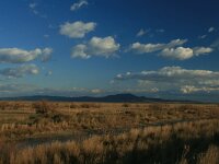 GR, Evros, Alexandroupolis, Evros Delta 39, Saxifraga-Dirk Hilbers