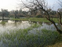 GR, Kentrikí Makedhonía, Sindiki, Limni Kirkini 13, Saxifraga-Ditk Hilbers