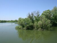 RO, Tulcea, Danube delta 19, Saxifraga-Dirk Hilbers