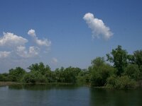 RO, Tulcea, Danube delta 23, Saxifraga-Dirk Hilbers