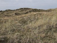 130-589, W, 2013-10-06, NL-Tiny de Krom, 53.291617 NB-05.019668 OL, Vlieland