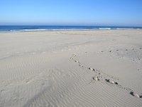 131-590, N, 2018-10-10, NL-Peter Vlamings, 131503-590498, Vlieland