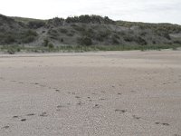 131-590, Z, 2013-10-06, NL-Tiny de Krom, 53.300468 NB-05.034742 OL, Vlieland