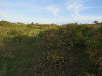 135-590, N, 2018-10-8, NL-Peter Vlamings, 135487-590502, Vlieland