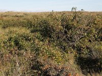 135-590, O, 2013-10-06, NL-Tiny de Krom, 53.301187 NB-05.095004 OL, Vlieland