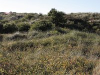 135-590, W, 2013-10-06, NL-Tiny de Krom, 53.301187 NB-05.095004 OL, Vlieland