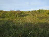 135-590, W, 2018-10-8, NL-Peter Vlamings, 135487-590502, Vlieland