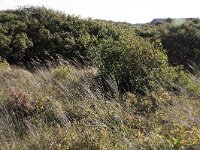 135-590, Z, 2013-10-06, NL-Tiny de Krom, 53.301187 NB-05.095004 OL, Vlieland