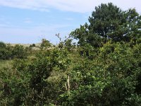 143-599, Terschelling