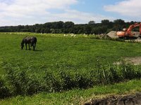 145-598, W, 15-07-2011, NL-Cor Bakker, 53.365886 NB-5,245675 OL, Terschelling
