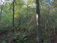 145-599, W, 2016-10-16, NL-Peter Vlamings, 145475-599548, Terschelling