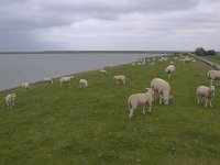 154-566, Sudwest-Frysland