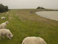 155-546, W, 2012-06-21, NL-Hans Farjon, 52.904610 NB-5.3942757 OL, Sudwest-Frysland