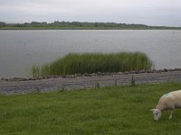 155-563, W, 2012-06-21, NL-Hans Farjon, 53.059013 NB-5.397764 OL, Súdwest-Fryslân