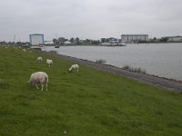 155-563, Z, 2012-06-21, NL-Hans Farjon, 53.059013 NB-5.397764 OPL, Sudweswt-Fryslan