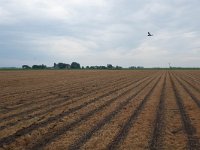 159-551, O, 2018-05-15, NL-Hans Farjon, 52.950519 NB-5.454160 OL, Zuidwest-Friesland  159-551, O, 2018-05-15, NL-Hans Farjon, 52.950519 NB-5.454160 OL, Súdwest-Fryslân