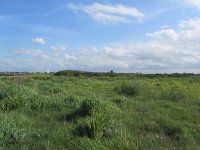 170-553, O, 2012-09-17, NL-Bert Zijlstra, 52.968383 NB-5.62097 OL, SW Fryslan