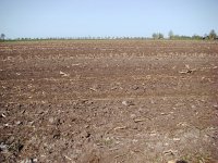 181-555, Skarsterlan