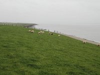 185-606, W, 2015-11-08, NL-Tiny de Krom, 53.445076 NB-5.846239 OL, Ameland