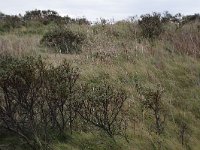 186-608, Z, 2015-11-10, NL-Tiny de Krom, 53.461243 NB-5.861453 OL, Ameland